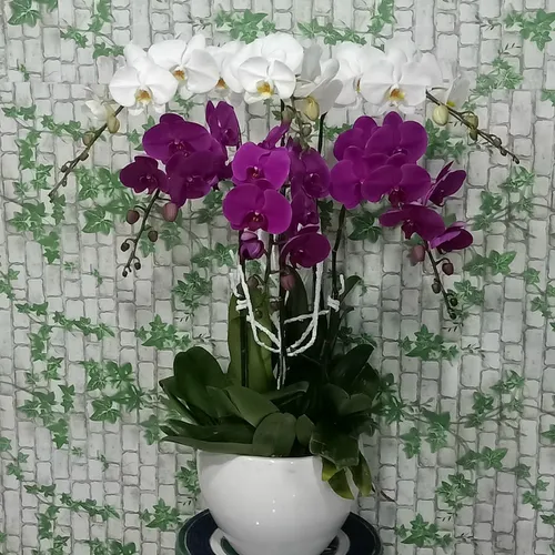 Chậu Lan Hồ Điệp Đa Sắc Bình Dương 12