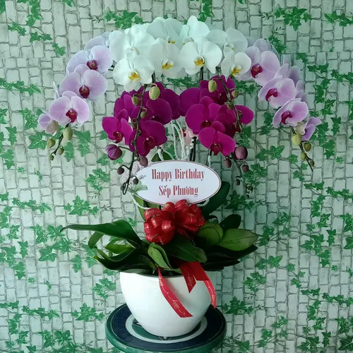 Chậu Lan Hồ Điệp Đa Sắc Bình Dương 13