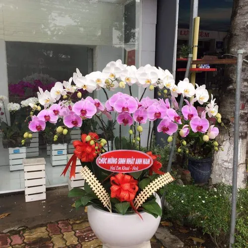 Chậu Lan Hồ Điệp Đa Sắc Bình Dương 14