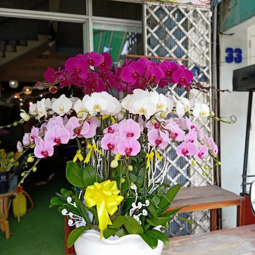 Chậu Lan Hồ Điệp Đa Sắc Bình Dương 15