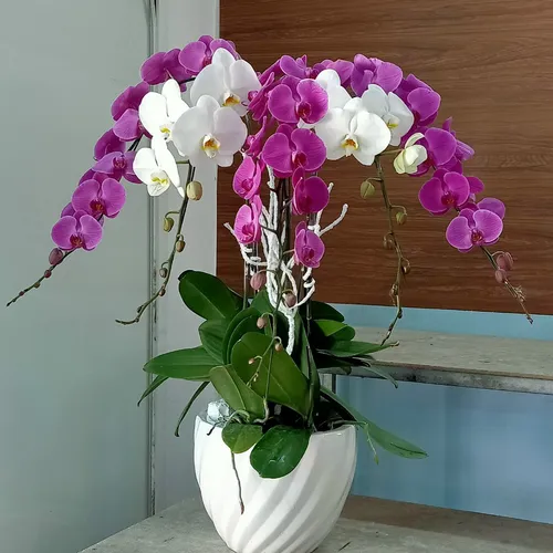 Chậu Lan Hồ Điệp Đa Sắc Bình Dương 16
