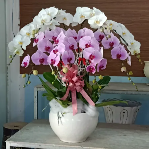 Chậu Lan Hồ Điệp Đa Sắc Bình Dương 17