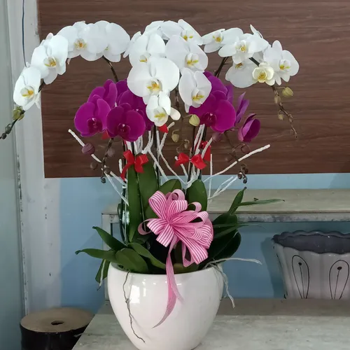 Chậu Lan Hồ Điệp Đa Sắc Bình Dương 18