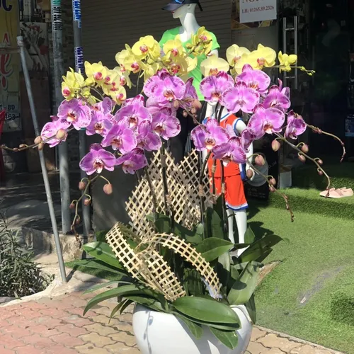 Chậu Lan Hồ Điệp Đa Sắc Bình Dương 19