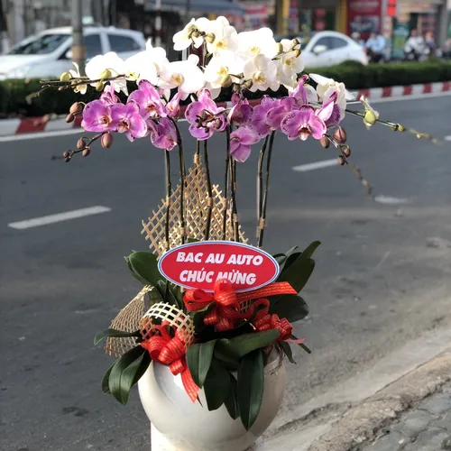 Chậu Lan Hồ Điệp Đa Sắc Bình Dương 20