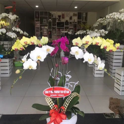 Chậu Lan Hồ Điệp Đa Sắc Bình Dương 21