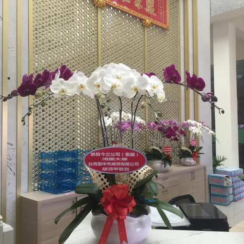 Chậu Lan Hồ Điệp Đa Sắc Bình Dương 22