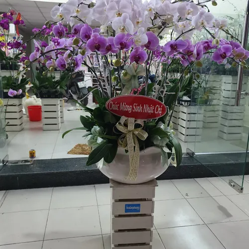 Chậu Lan Hồ Điệp Đa Sắc Bình Dương 23