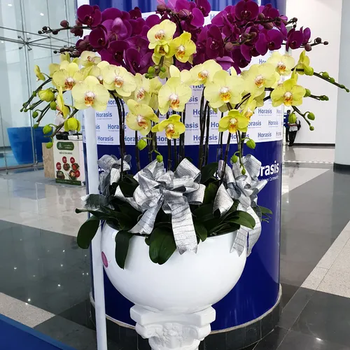 Chậu Lan Hồ Điệp Đa Sắc Bình Dương 25