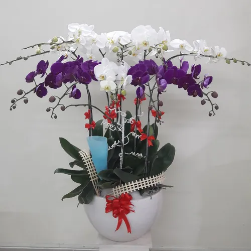 Chậu Lan Hồ Điệp Đa Sắc Bình Dương 26