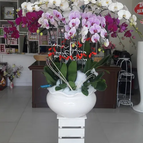 Chậu Lan Hồ Điệp Đa Sắc Bình Dương 28