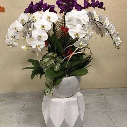 Chậu Lan Hồ Điệp Đa Sắc Bình Dương 29