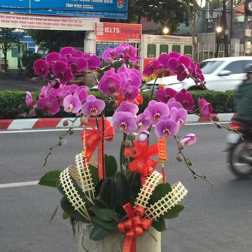 Chậu Lan Hồ Điệp Đa Sắc Bình Dương 31