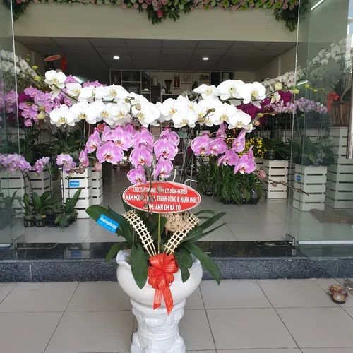 Chậu Lan Hồ Điệp Đa Sắc Bình Dương 32