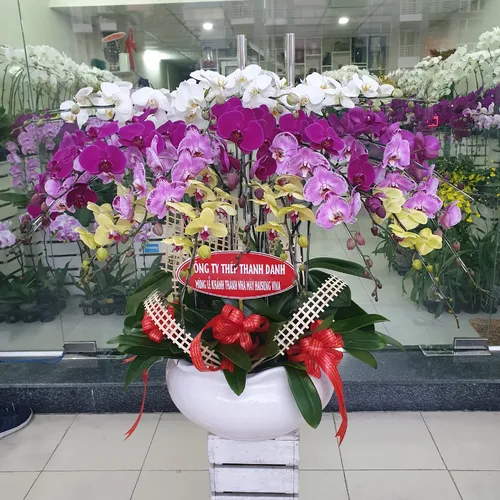 Chậu Lan Hồ Điệp Đa Sắc Bình Dương 33