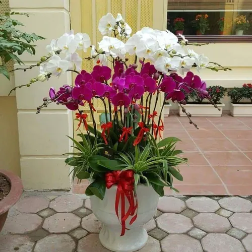 Chậu Lan Hồ Điệp Đa Sắc Bình Dương 34