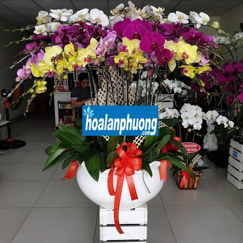Chậu Lan Hồ Điệp Đa Sắc Bình Dương 35