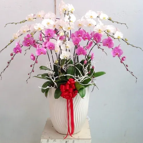 Chậu Lan Hồ Điệp Đa Sắc Bình Dương 36