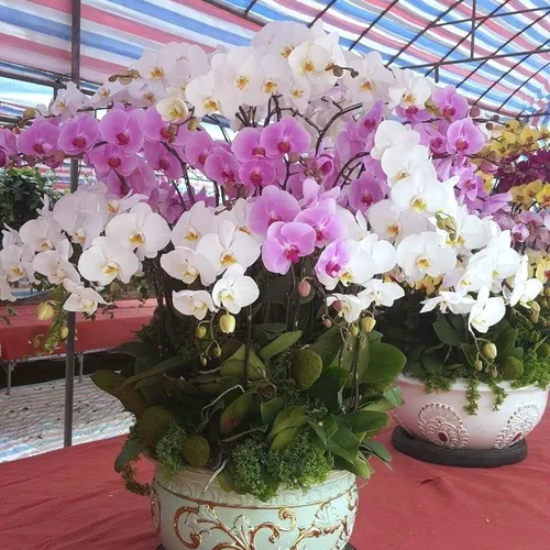 Chậu Lan Hồ Điệp Đa Sắc Bình Dương 37