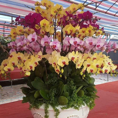 Chậu Lan Hồ Điệp Đa Sắc Bình Dương 38