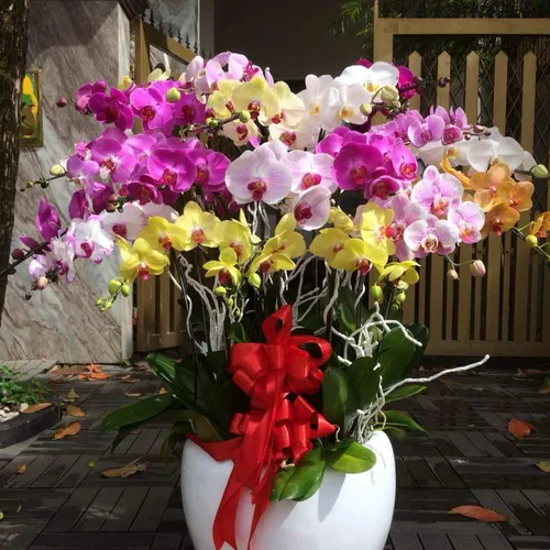 Chậu Lan Hồ Điệp Đa Sắc Bình Dương 39