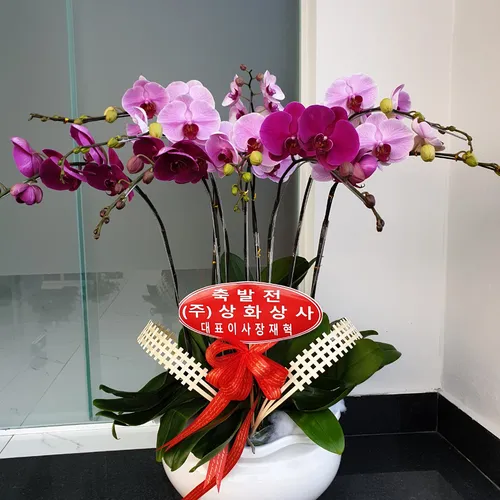 Chậu Lan Hồ Điệp Đa Sắc Bình Dương 40