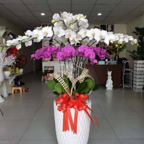 Chậu Lan Hồ Điệp Đa Sắc Bình Dương 42