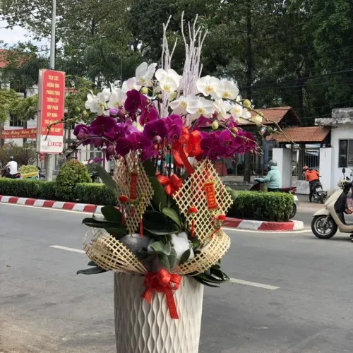 Chậu Lan Hồ Điệp Đa Sắc Bình Dương 43