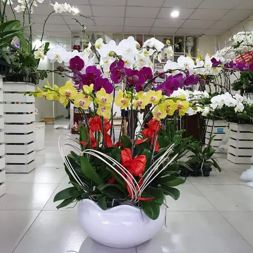 Chậu Lan Hồ Điệp Đa Sắc Bình Dương 45