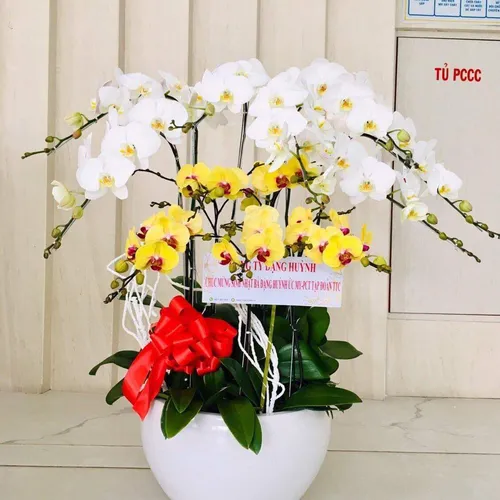 Chậu Lan Hồ Điệp Đa Sắc Bình Dương 46