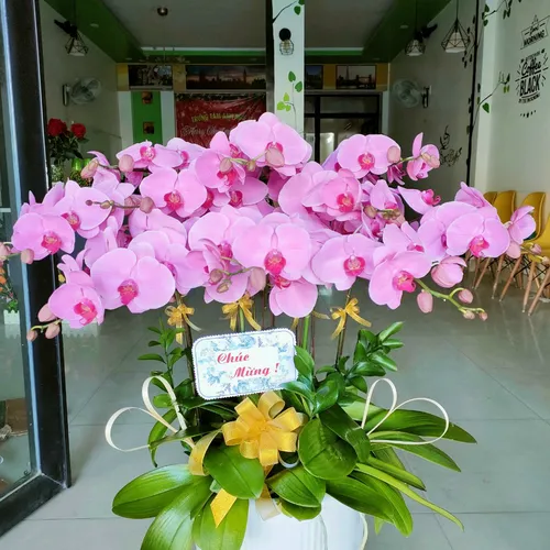 Chậu Lan Hồ Điệp Hồng Bình Dương 01