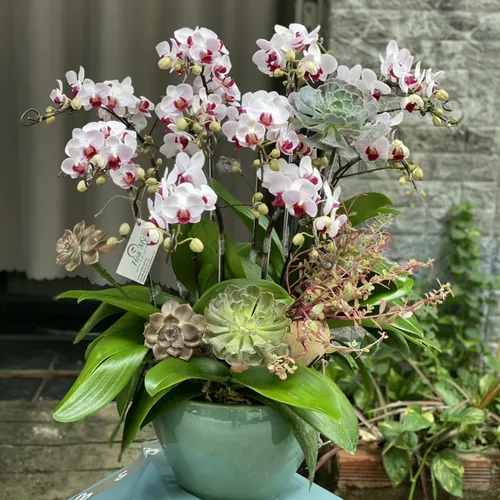 Chậu Lan Hồ Điệp Hồng Bình Dương 02