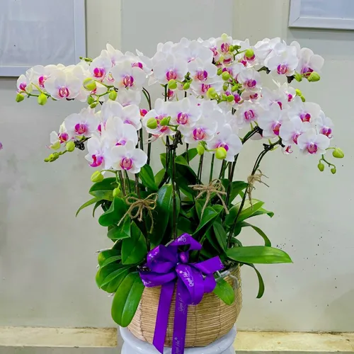 Chậu Lan Hồ Điệp Hồng Bình Dương 04