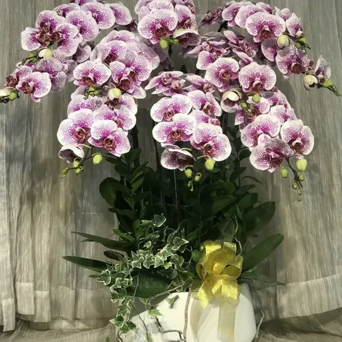 Chậu Lan Hồ Điệp Hồng Bình Dương 05