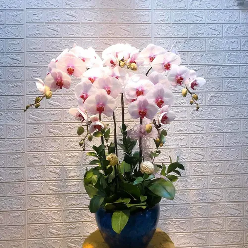 Chậu Lan Hồ Điệp Hồng Bình Dương 06