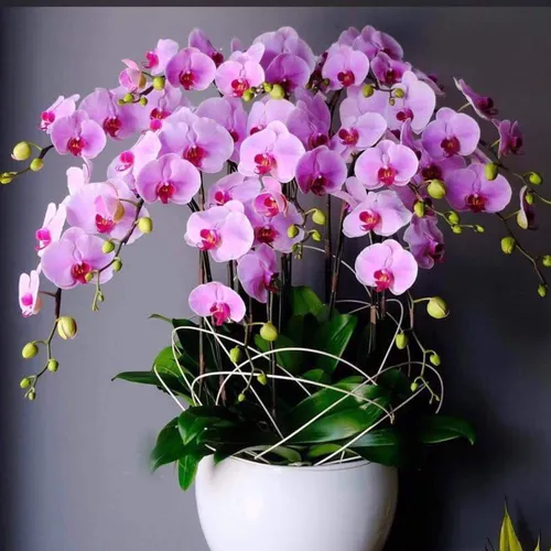 Chậu Lan Hồ Điệp Hồng Bình Dương 11