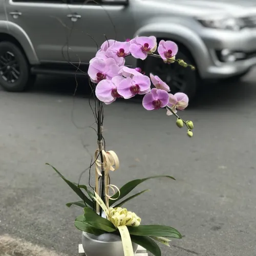 Chậu Lan Hồ Điệp Hồng Bình Dương 12