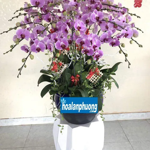 Chậu Lan Hồ Điệp Hồng Bình Dương 13