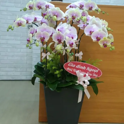 Chậu Lan Hồ Điệp Hồng Bình Dương 14