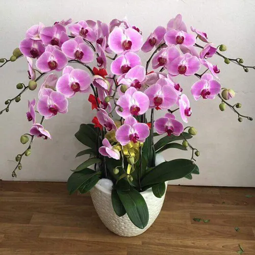 Chậu Lan Hồ Điệp Hồng Bình Dương 15