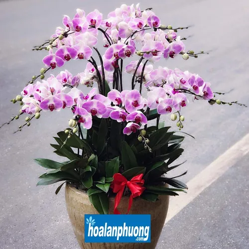 Chậu Lan Hồ Điệp Hồng Bình Dương 16