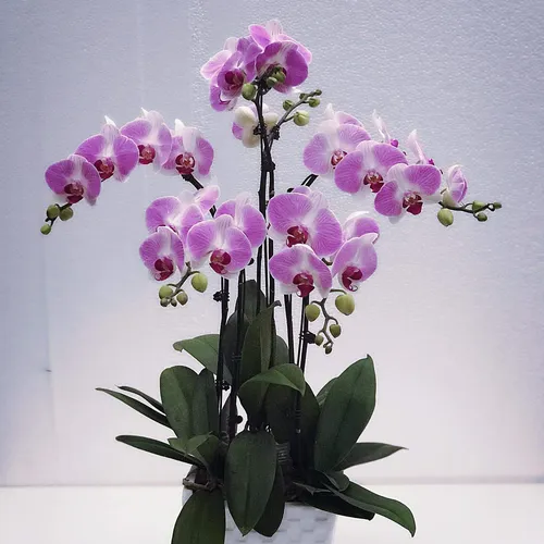 Chậu Lan Hồ Điệp Hồng Bình Dương 17