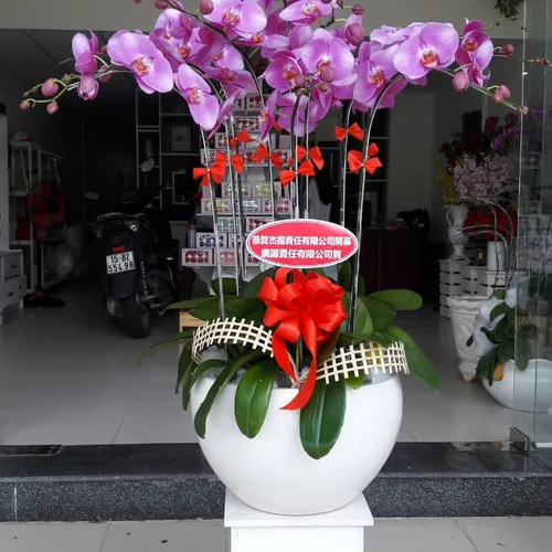 Chậu Lan Hồ Điệp Hồng Bình Dương 18