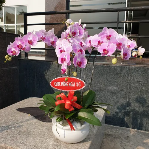 Chậu Lan Hồ Điệp Hồng Bình Dương 20