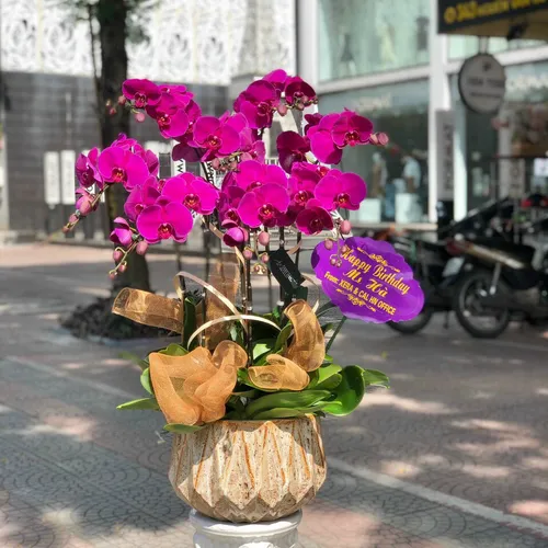 Chậu Lan Hồ Điệp Tim Bình Dương 01