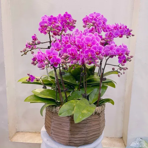 Chậu Lan Hồ Điệp Tim Bình Dương 02