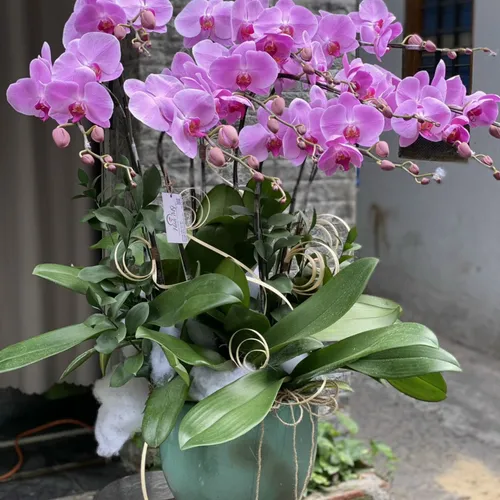 Chậu Lan Hồ Điệp Tim Bình Dương 03