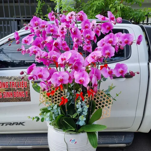 Chậu Lan Hồ Điệp Tim Bình Dương 04