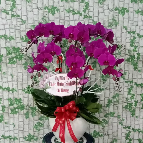Chậu Lan Hồ Điệp Tim Bình Dương 05