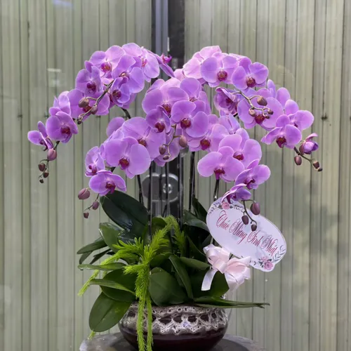 Chậu Lan Hồ Điệp Tím Bình Dương 06